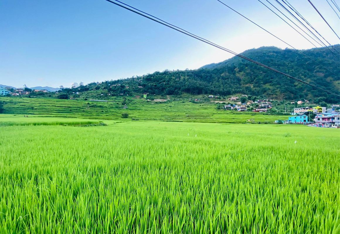 कोशी प्रदेशमा ७ लाख १३ हजार हेक्टर क्षेत्रफलमा खेती, सिँचाइ सुविधाको अवस्था कस्तो ?