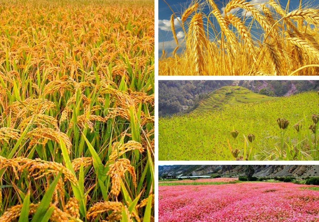 कर्णालीमा छ महिनामा ७१ करोड बढीको कृषि वस्तु आयात, ११ करोडको मात्रै निर्यात