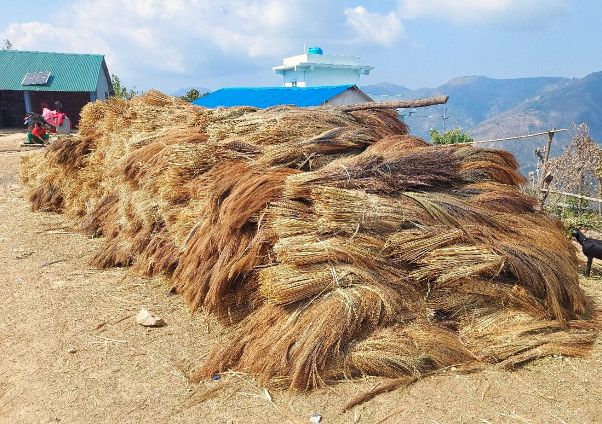 नवलपरासीको कबुलियत वनको अम्रिसो भारतदेखि बङ्गलादेशसम्म निर्यात, तीन करोड बढी आम्दानी