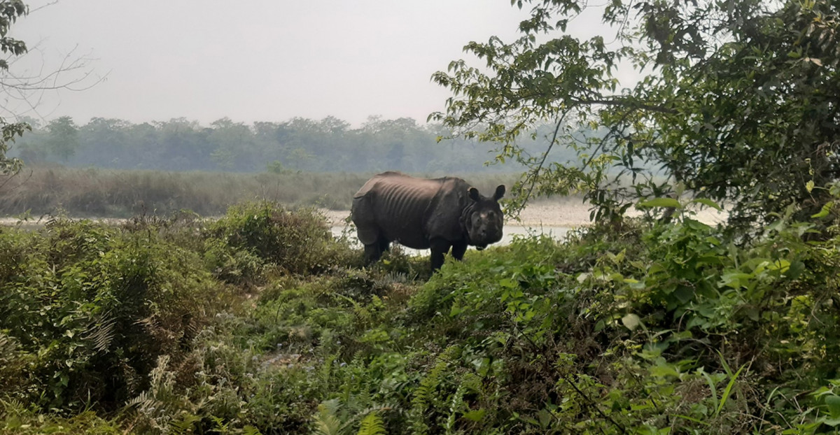 चितवन राष्ट्रिय निकुञ्जमा आजदेखि आन्तरिक गैँडा स्थानान्तरण