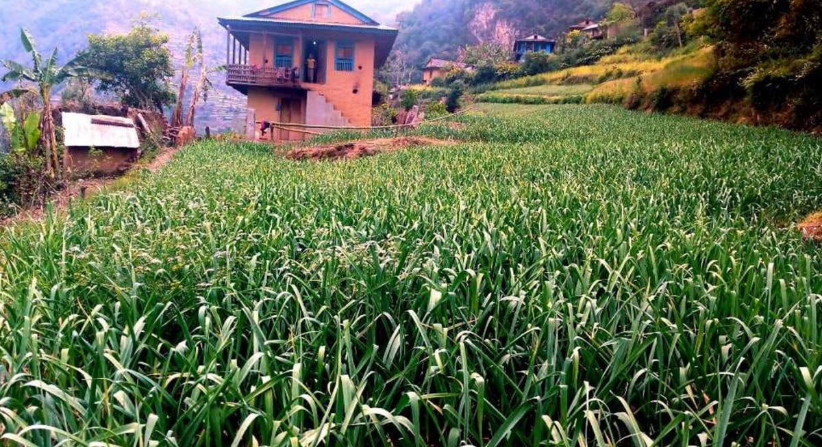 गहुँबाट ६ महिना खान नपुग्ने झ्याङगाउँबासी लसुन बेचेर कमाउँछन् डेढलाखसम्म