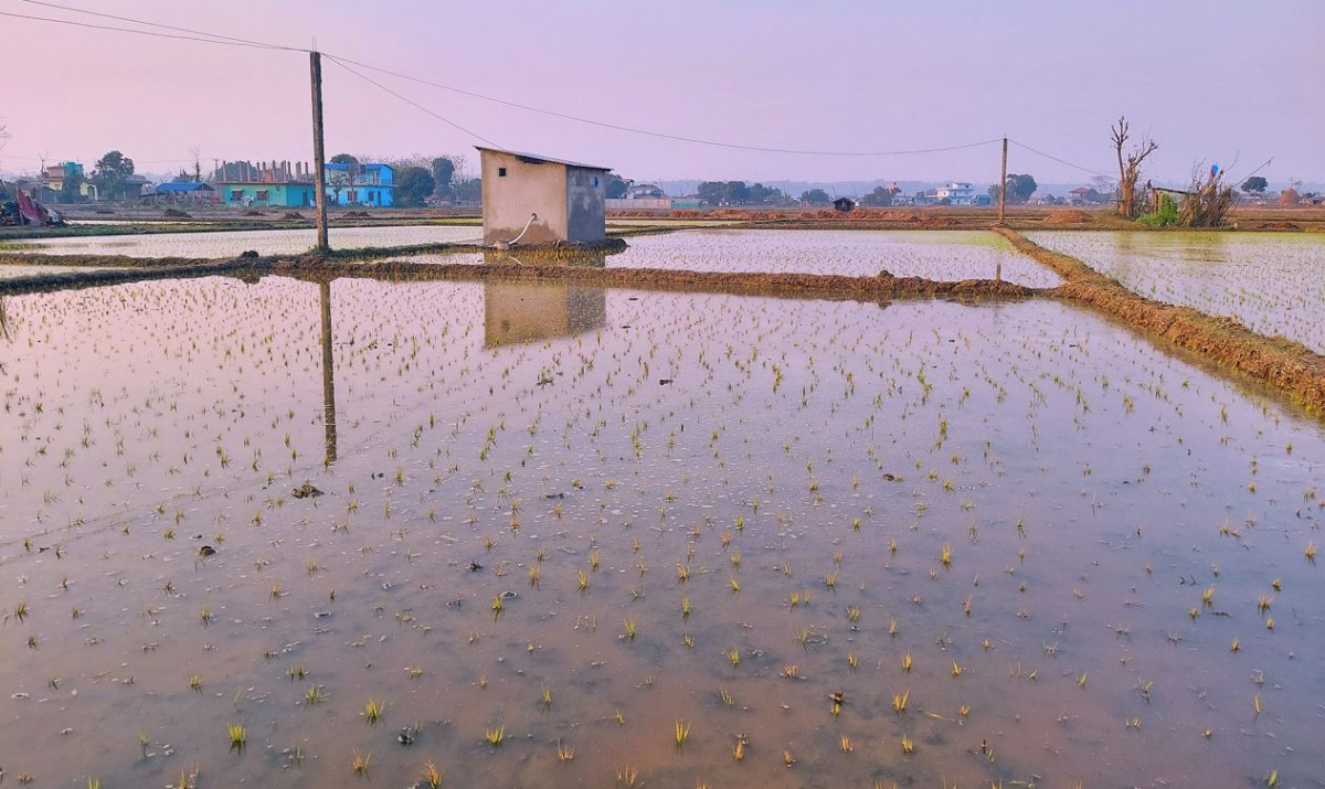 अनुदानले खेती क्षेत्र र उत्पादन बर्सेनि बढ्दै, वर्षे धानभन्दा चैते धान बढी फल्ने