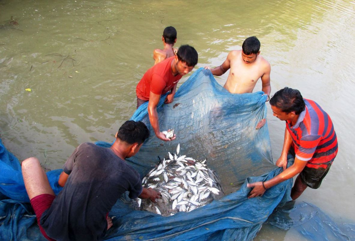 मधेस प्रदेशमा माछा र दूधको उत्पादन बढ्यो