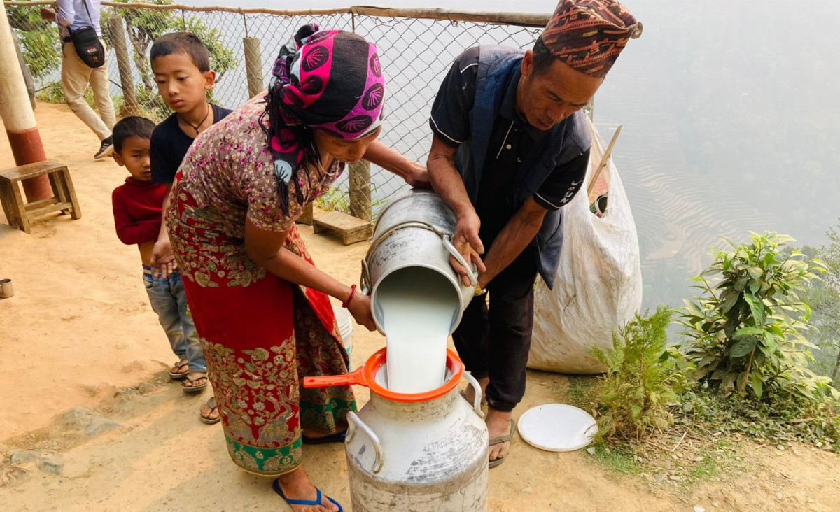 सहकारीमार्फत दूधको बजारीकरण भएपछि किसान उत्साहित, दूध ढुवानी गर्दा पनि अनुदान