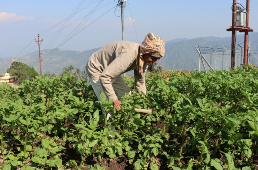 ४० रोपनी जग्गामा तरकारी खेती गरिरहेका ९० वर्षीय तारादत्त, वार्षिक २० लाखसम्म आम्दानी